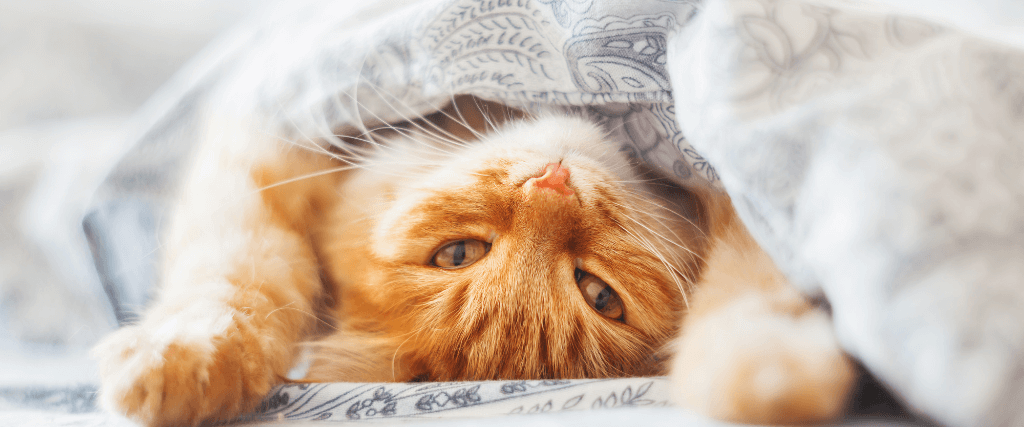 Cute Cat Behaviors You May Recognize