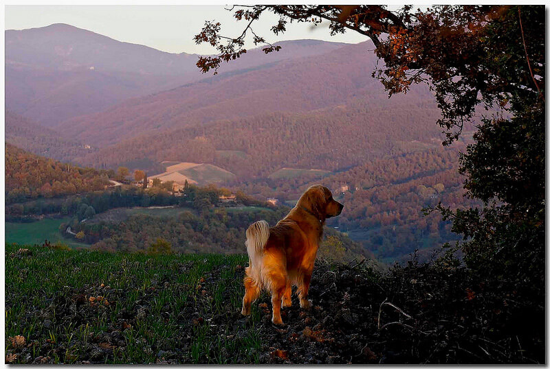 dog on mountain