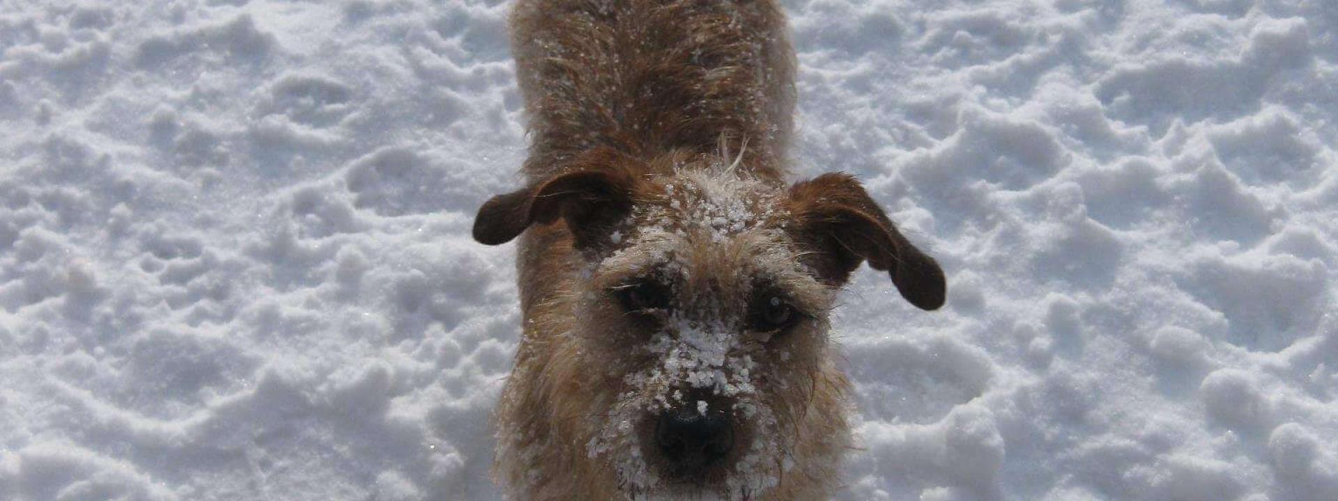 winter, dog, snow